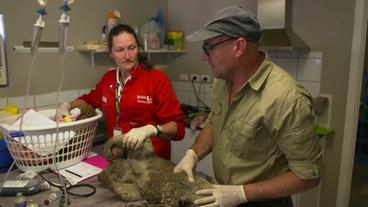 Tierarzt mit Koala
