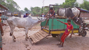 Kuh wird auf kleinen Transporter geladen