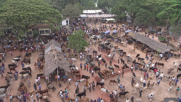 Rindermarkt in Bangladesch