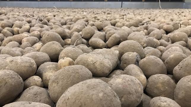 Belgien: Kartoffelberge, die nicht zu Fritten verarbeitet werden können