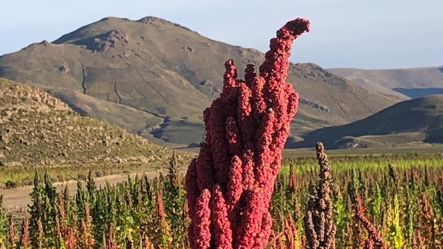 Bolivien: Die Quinoa-Pflanze und ihre Erfolgsgeschichte