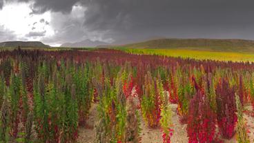 Bolivien: Quinoa-Pflanze – seit 5000 Jahren angepflanzt in Bolivien – ein Exportschlager