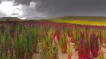 Bild: WDR Bolivien: Quinoa-Pflanze – seit 5000 Jahren angepflanzt in Bolivien – ein Exportschlager