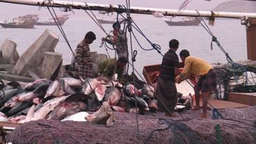 Bild: Bild: BR Fische auf einem Boot