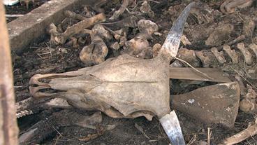 Bild: Foto: BR Der Schädel eines toten Rinds