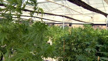 Ein Treibhaus mit Cannabispflanzen