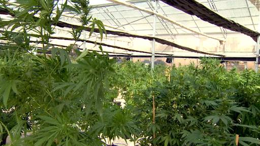Bild: BR Ein Treibhaus mit Cannabispflanzen