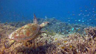 Bild: Bild: BR Eine Schildkröte im Meer