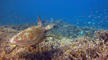 Eine Schildkröte im Meer