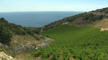 Bild: BR Weinberge und Meer