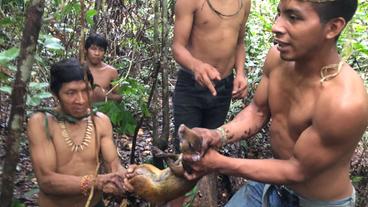 Brasilien: Auf der Jagd fangen die Awá ein Aguti ein