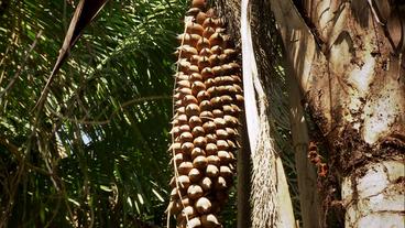 Die Babassu-Palme ist die "Mutter der Armen".