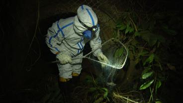 Forscher in Schutzanzug fängt Fledermaus in Netz