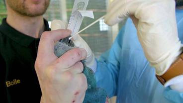 Wissenschaftler nimmt Speichelprobe mit Wattestäbchen beim Ara