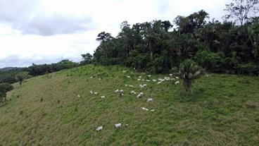 Rinder grasen im Regenwald 