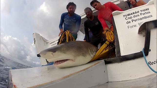 Brasilien: Vom Haijäger zum Haifreund – der Brasilianer Leonardo Bertrand Veras