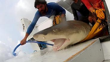 Brasilien: Vom Haijäger zum Hai-Freund: Ein Brasilianer erforscht heute die Raubfische