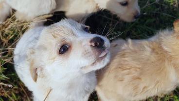 Bild: SWR Hundewelpen