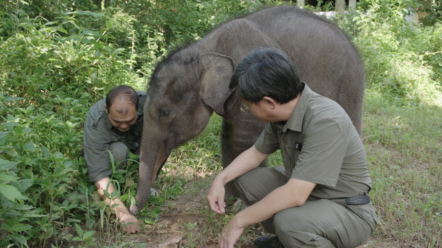 Zwei Männer und ein junger Elefant
