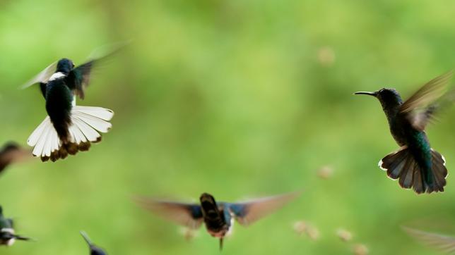 Ecuador: Mehr Lebensraum für Kolibris – die Akrobaten der Lüfte.