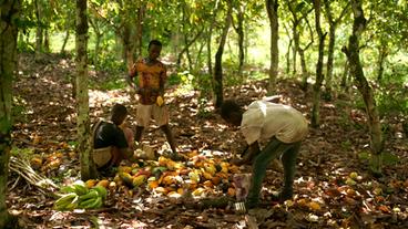 Elfenbeinküste: Arbeiten auf der Kakaoplantage – und keine Schule.