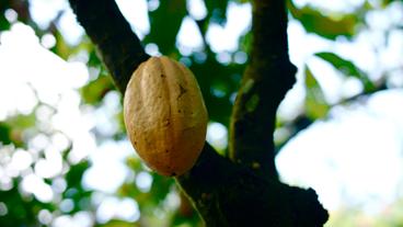 Elfenbeinküste: Die Rohstoffpreise für Kakao steigen.