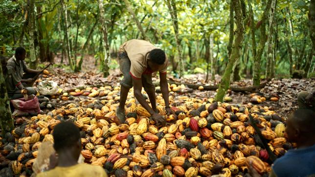 Elfenbeinküste: Führend im Kakao-Anbau.