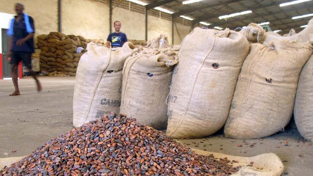 Kakao-Bohnen liegen zum Trocknen in einem Lagerhaus auf einem Tuch