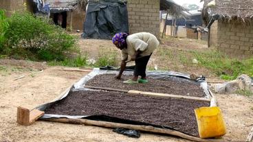 Kakaobohnen werden zur Fermentation und Trocknung ausgebreitet 