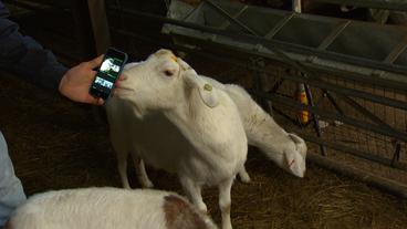 England: Live-Stream aus dem Stall – Ziegen als Internetstars