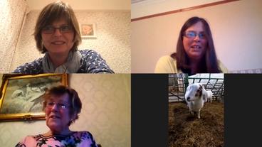 England: Ziegen mischen neuerdings Videokonferenzen auf