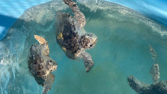 Florida: Neue Umweltpolitik – Rettung der Schildkröten