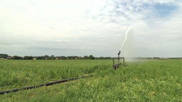 Bild: SWR Bewässerungsanlage auf Feld