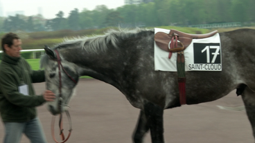 Bild: SWR Pferd
