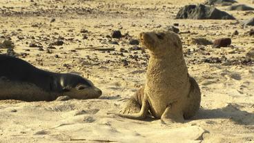 Galapagos: Ein Paradies für Rochen und andere Meerestiere – die Galapagos-Inseln