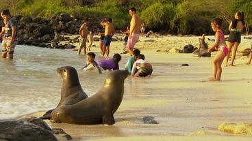 Galapagos: Pro Jahr reisen 200.000 Touristen ins Naturparadies