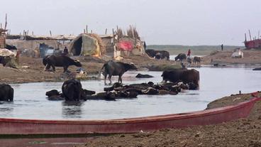 Bild: SWR Wasserbüffel an Land und im Wasser