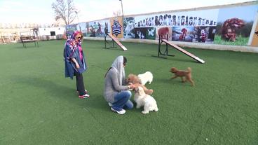 Hund mit Besitzern im Hundetrainingszentrum