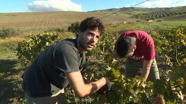 Italien: Gemeinsam im Kampf gegen die Mafia – Junge Italiener bauen Wein an
