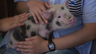 Japan: Ein Schwein zum Anfassen – 30 Minuten kosten 25 Euro im Tiercafé/Tokio