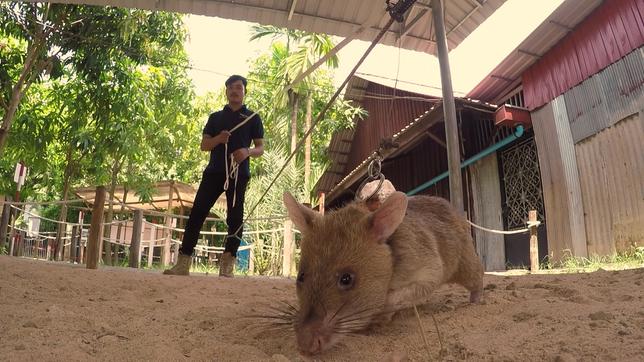 Kambodscha: In Kambodscha arbeiten Ratten als Minensucher