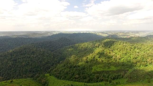 Kenia: Baum gegen Mensch. Der Wald in Kenia wird aufgeforstet