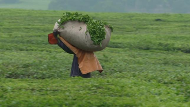 Kenia: Auf den Teeplantagen in Kenia kämpfen die Pflücker um ihre Jobs.
