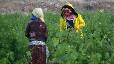Libanon: Syrische Mädchen ackern auf dem Feld – Kinderarbeit im Libanon