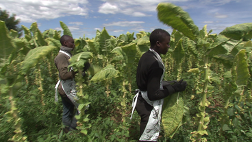 Arbeiter auf Tabakplantage