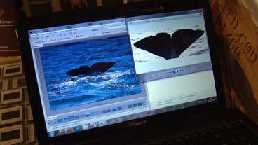 In der Walforschungsstation werden Fotos von Walen verglichen.