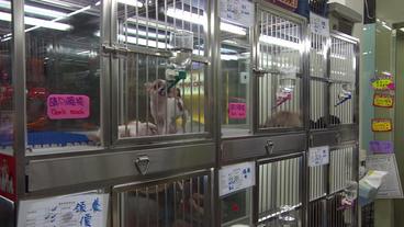Hunde in Käfigen in einem Geschäft