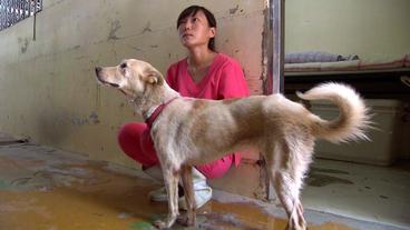 Bild: NDR Tierärztin Yboo Chien