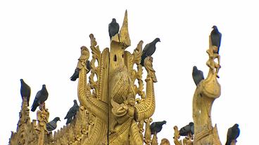 Auf einem Tempel in Myanmar sitzen mehrere Tauben.