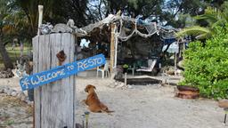 Die Holzhütte von Dave Glasheen am Strand von auf Restoration Island, Australien, davor liegt sein Hund. 